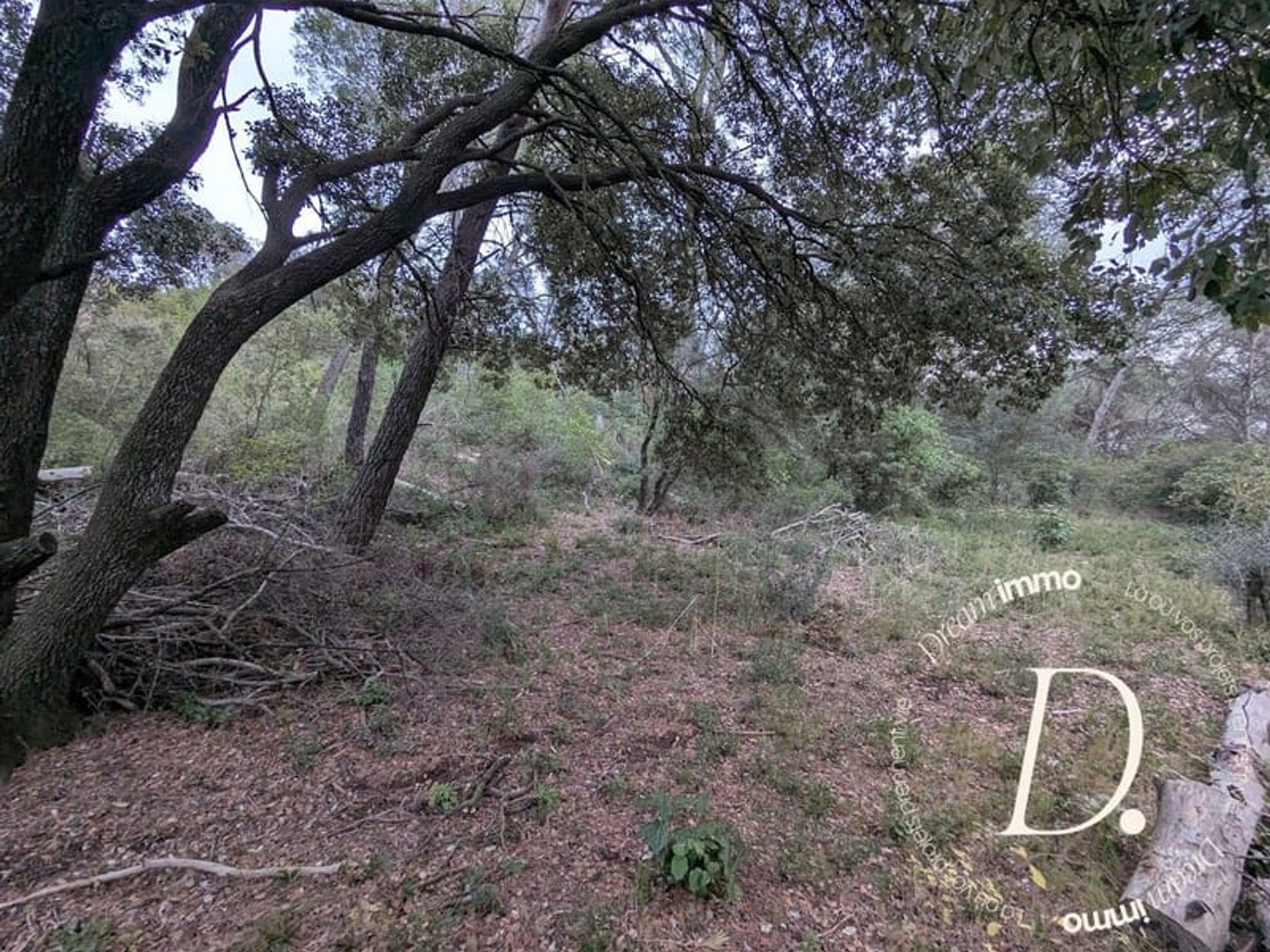 Terrain