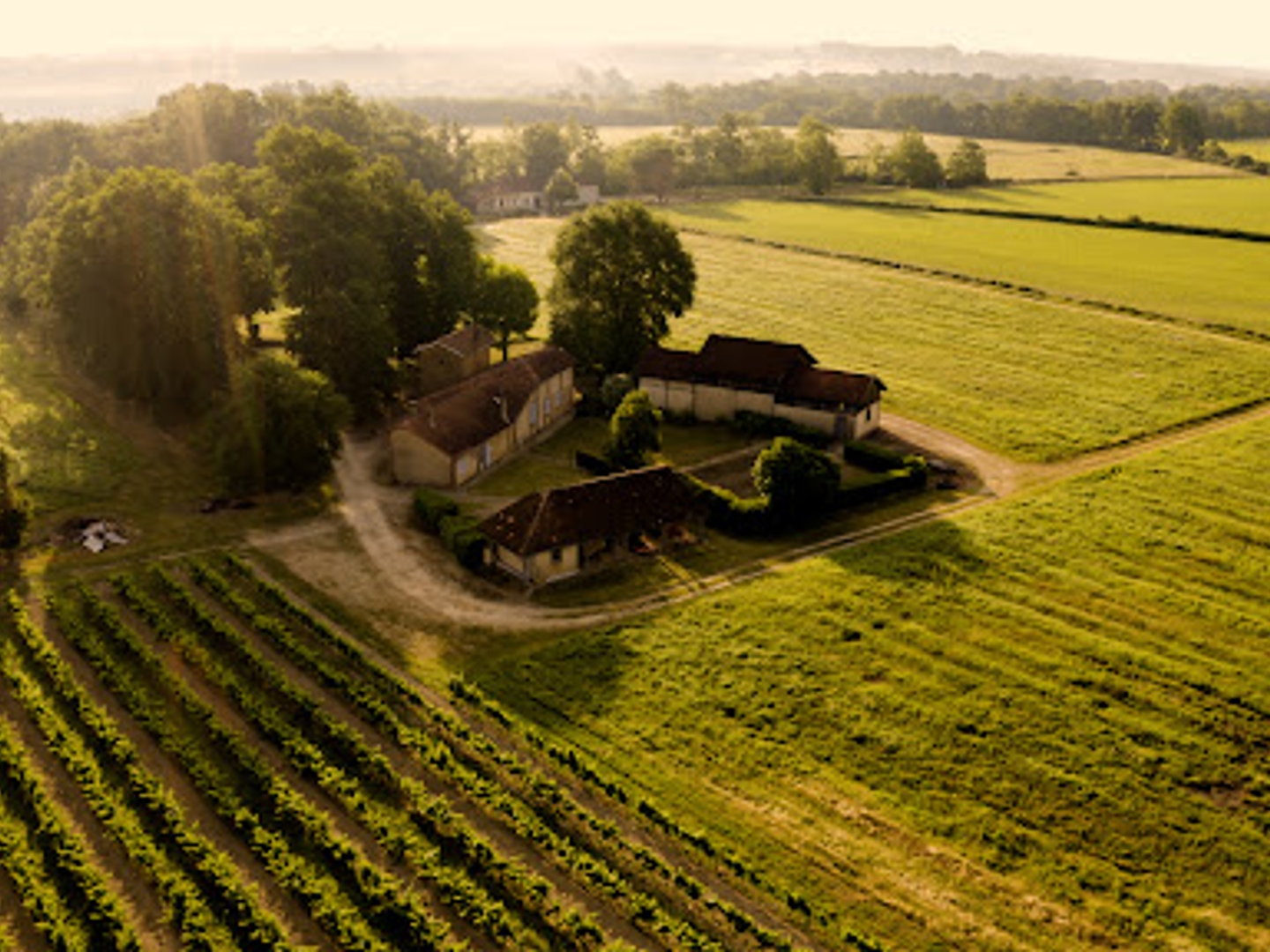 Vignoble 140000 m²