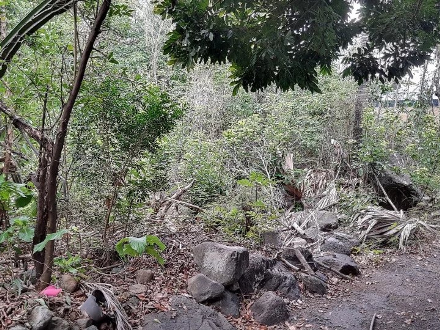 Terrain à vendre - 590m2 - Saint-Louis (97450)