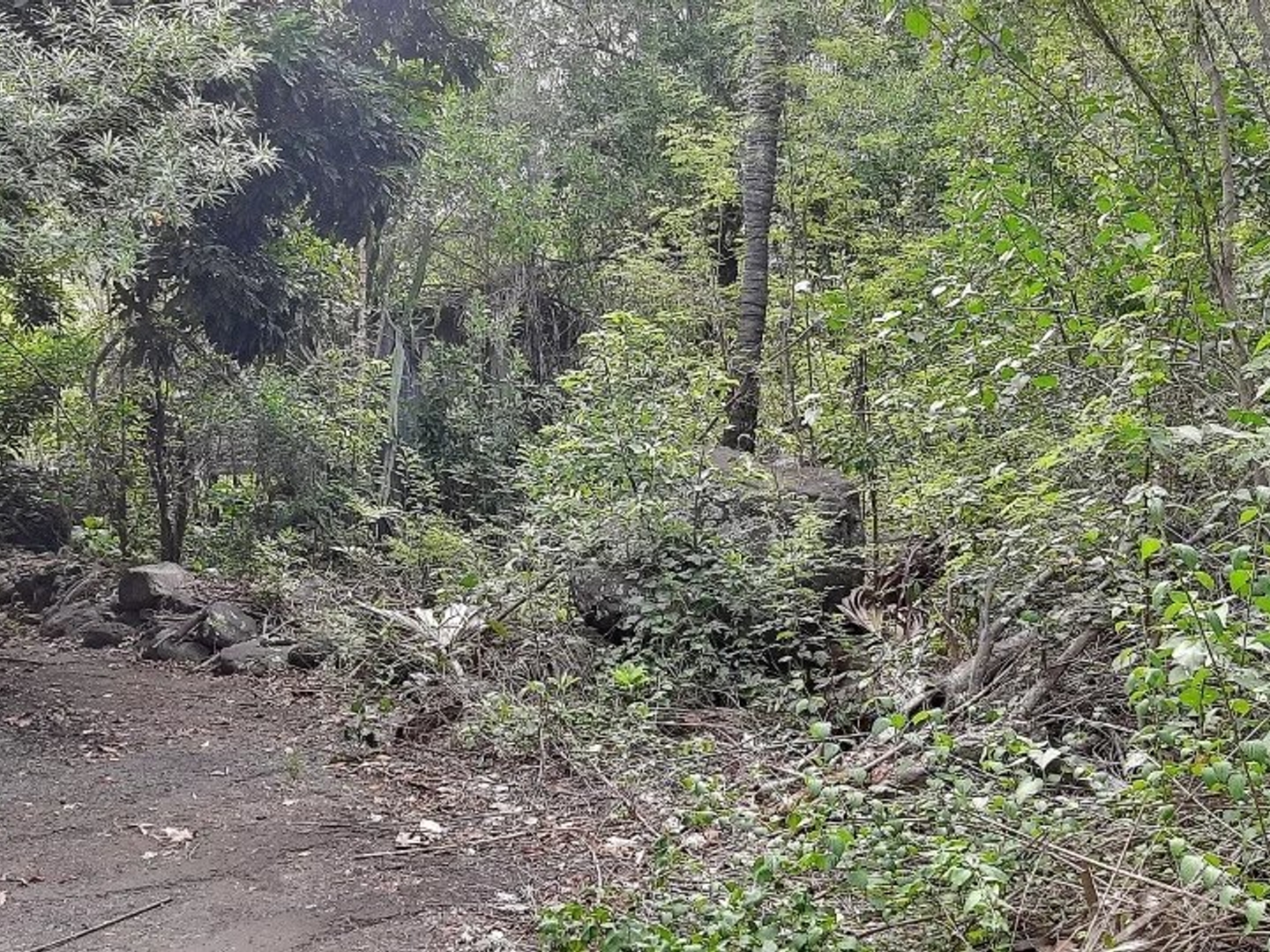 Terrain à vendre - 590m2 - Saint-Louis (97450)