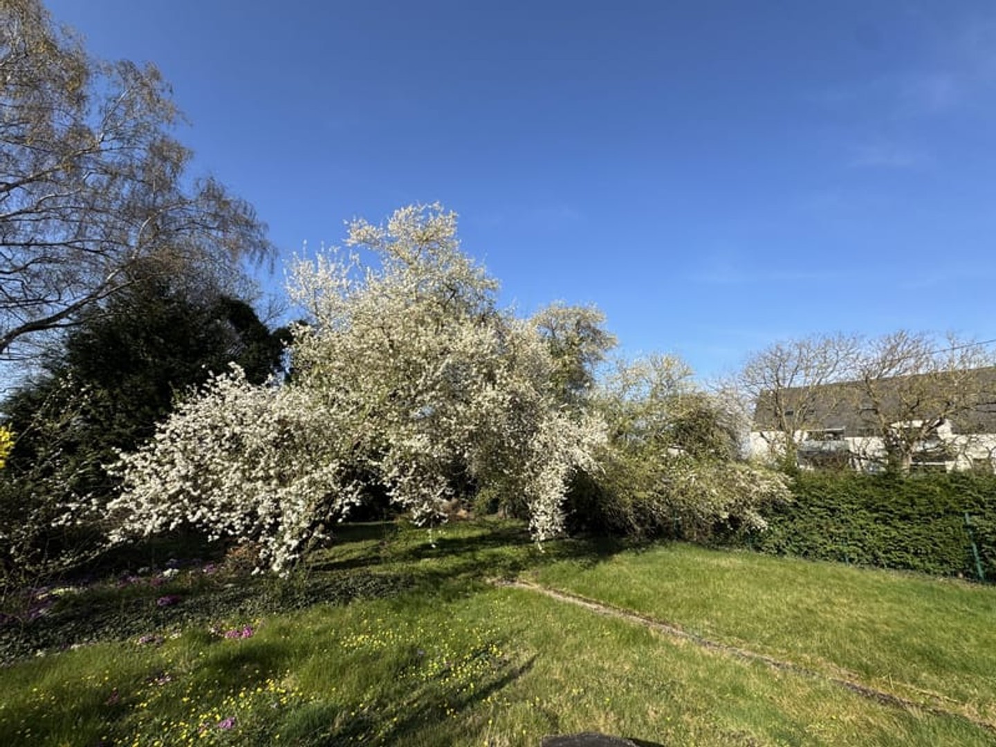 Terrain à vendre - 574m2 - Reichstett (67116)