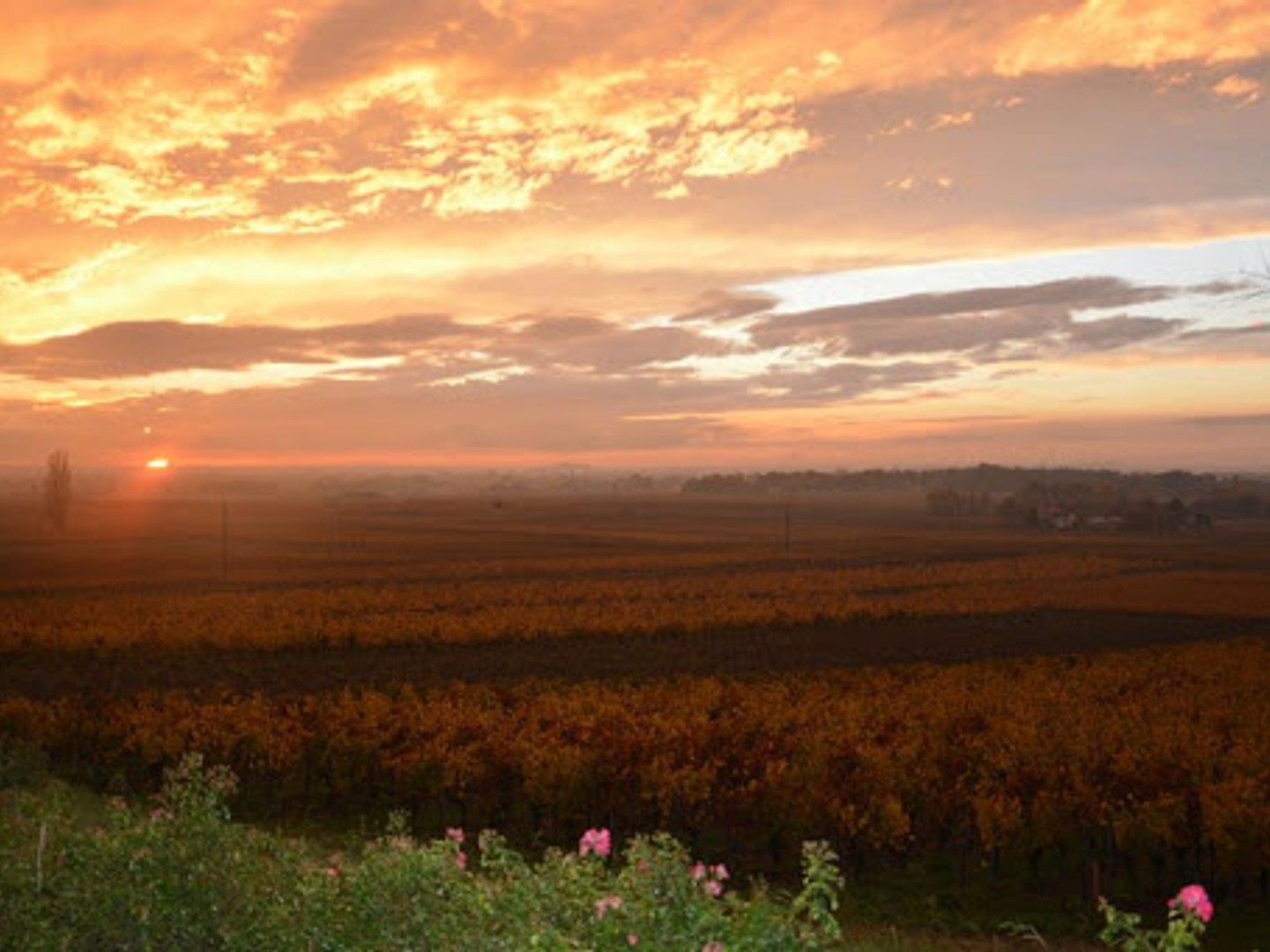Vignoble