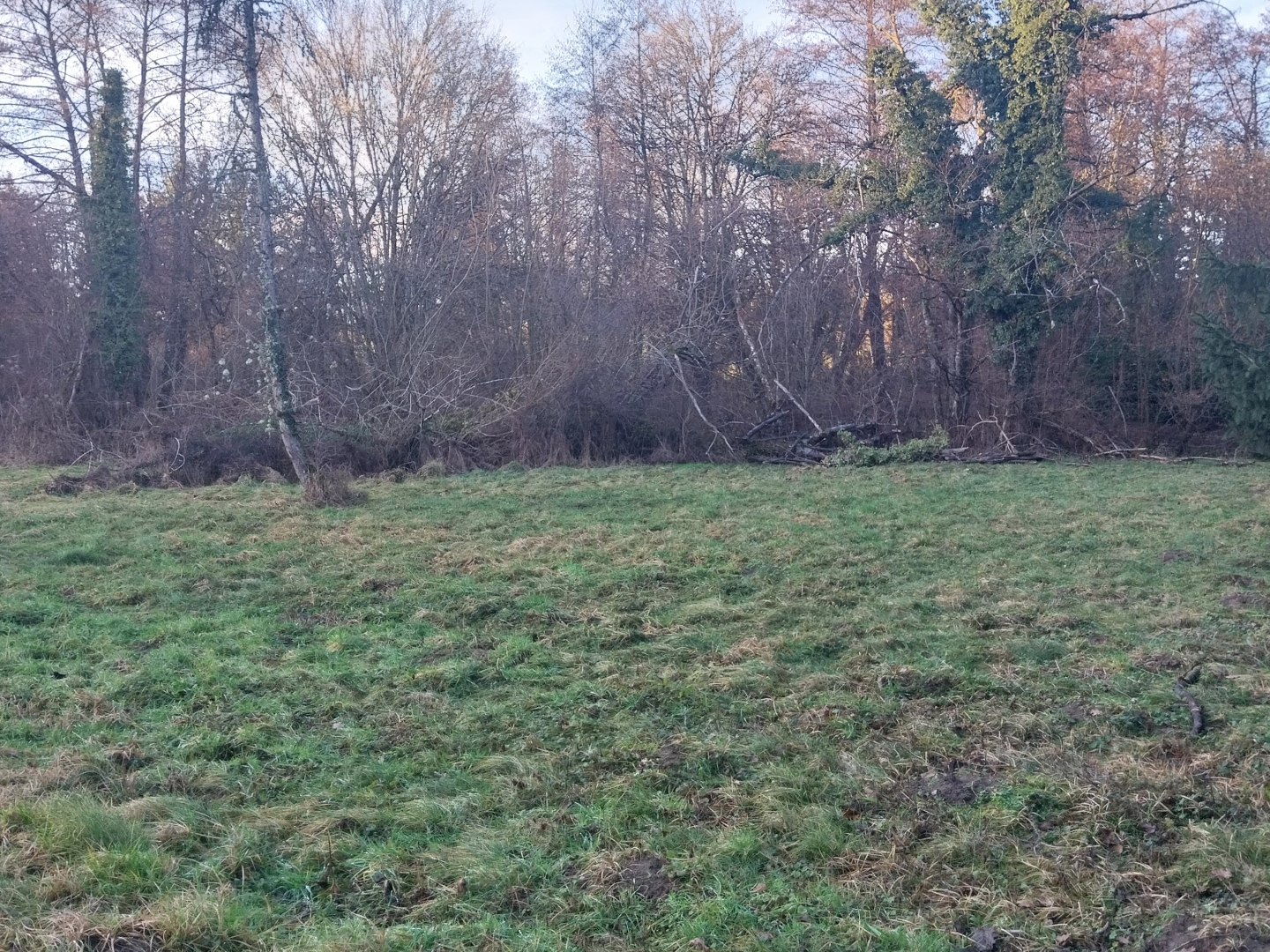 Terrain à vendre - 12380m2 - Waldweistroff (57320)