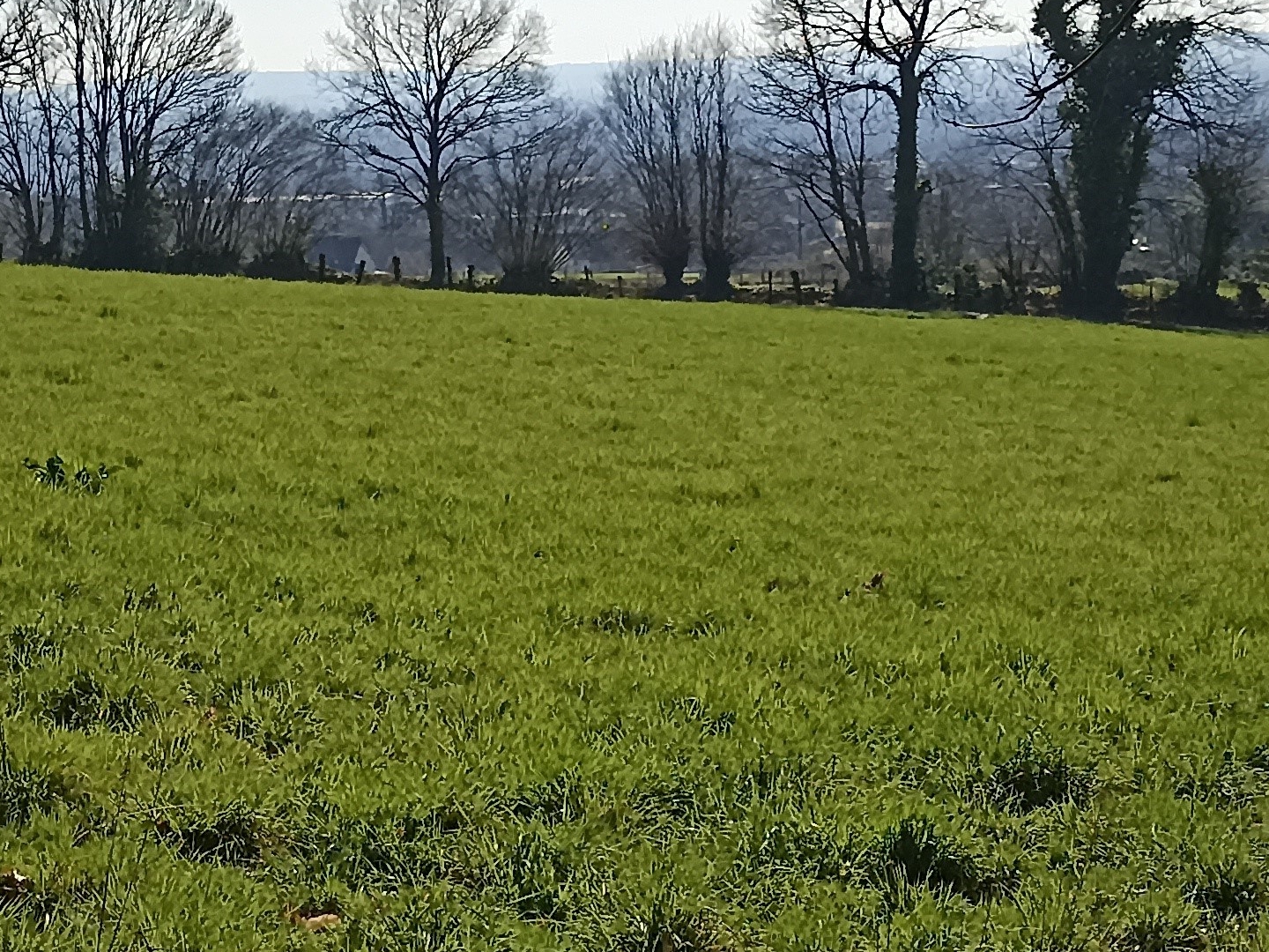 Terrain à vendre - 5717m2 - Romagny Fontenay (50140)