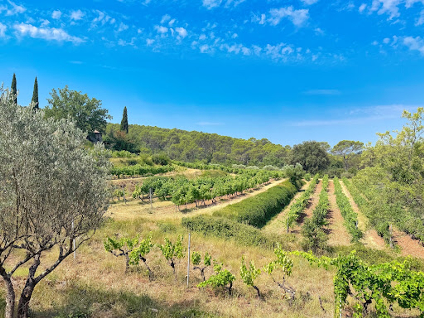 Terrain à vendre - Lorgues (83510)