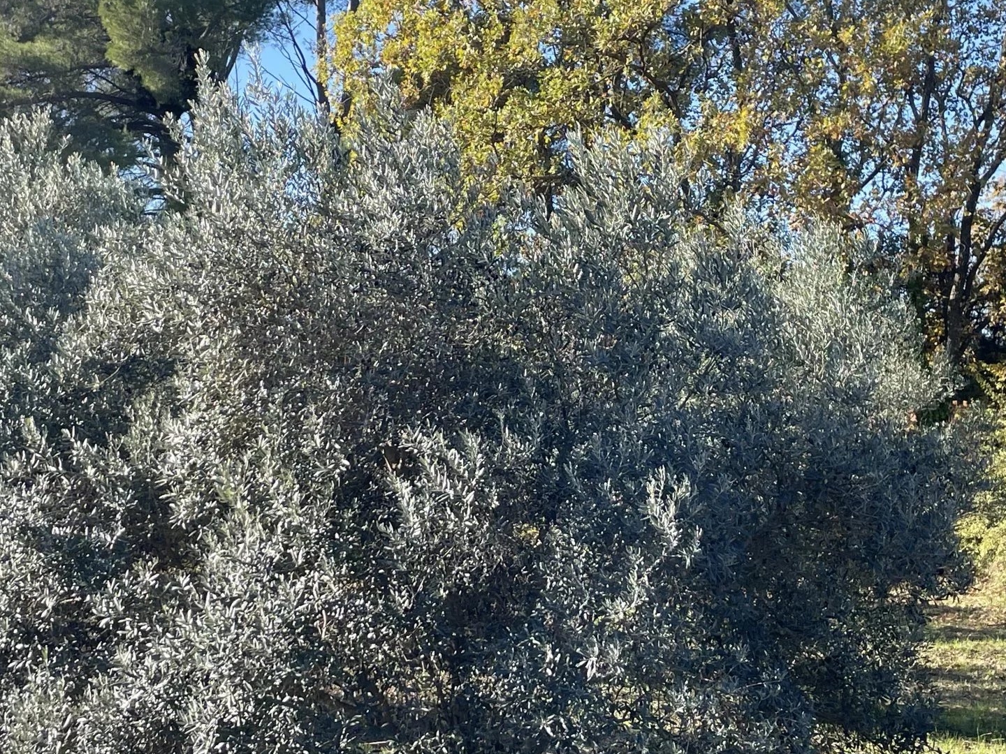 Terrain à vendre - 1050m2 - Lorgues (83510)