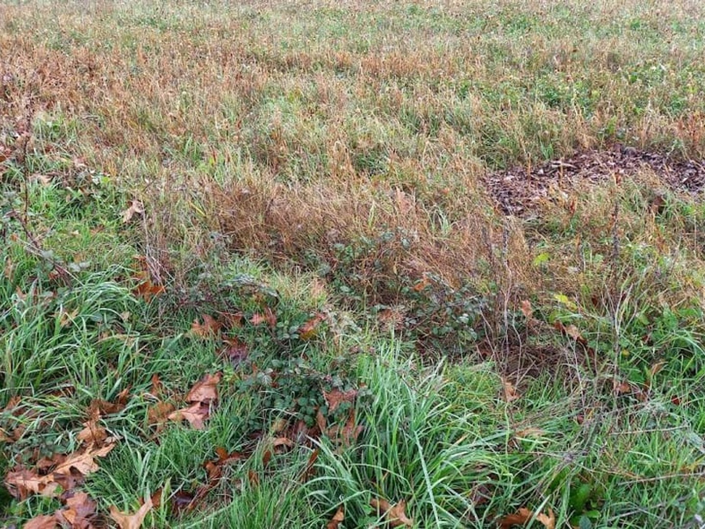 Terrain 1000 m²