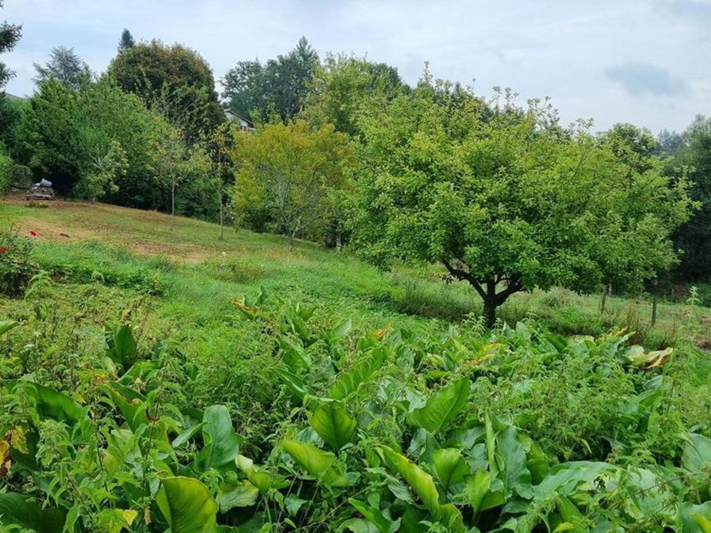 Terrain à vendre - 1595m2 - Augignac (24300)