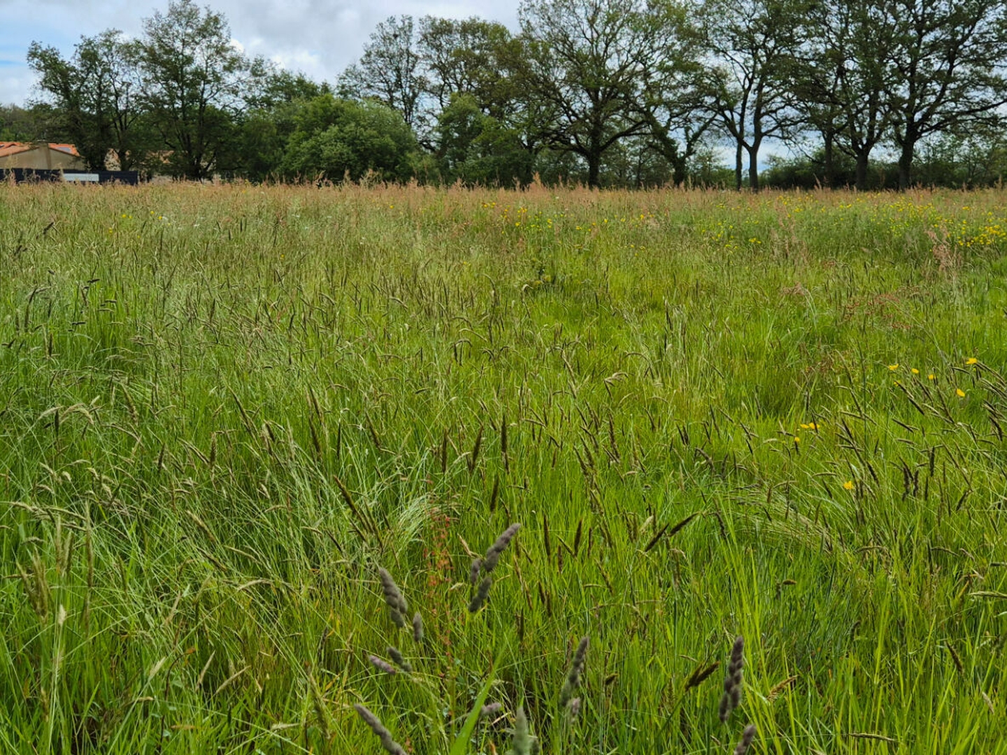 Terrain à vendre - 6442m2 - Saint-Étienne-De-... (44270)