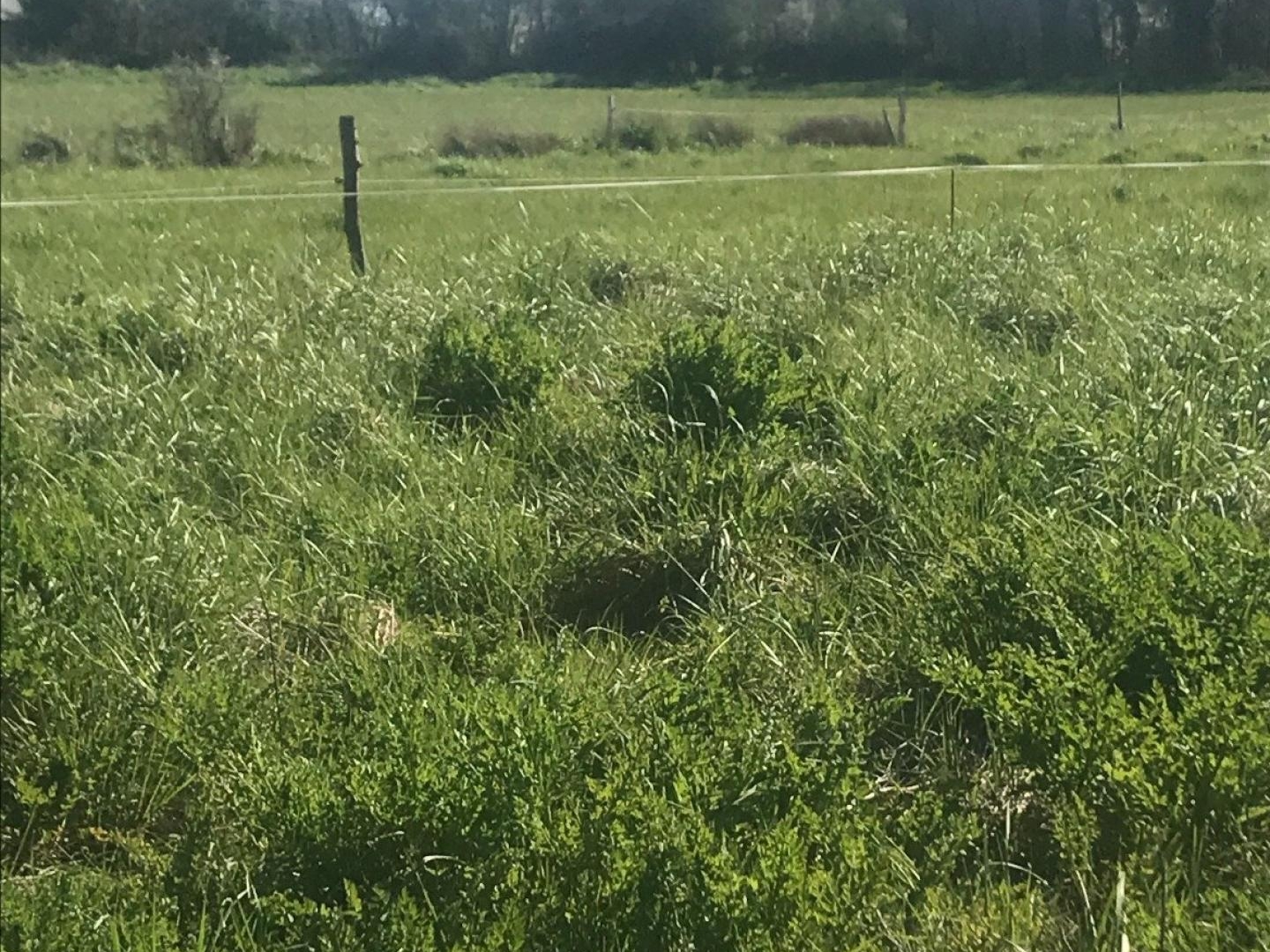 Terrain à vendre - 12500m2 - Genêts (50530)