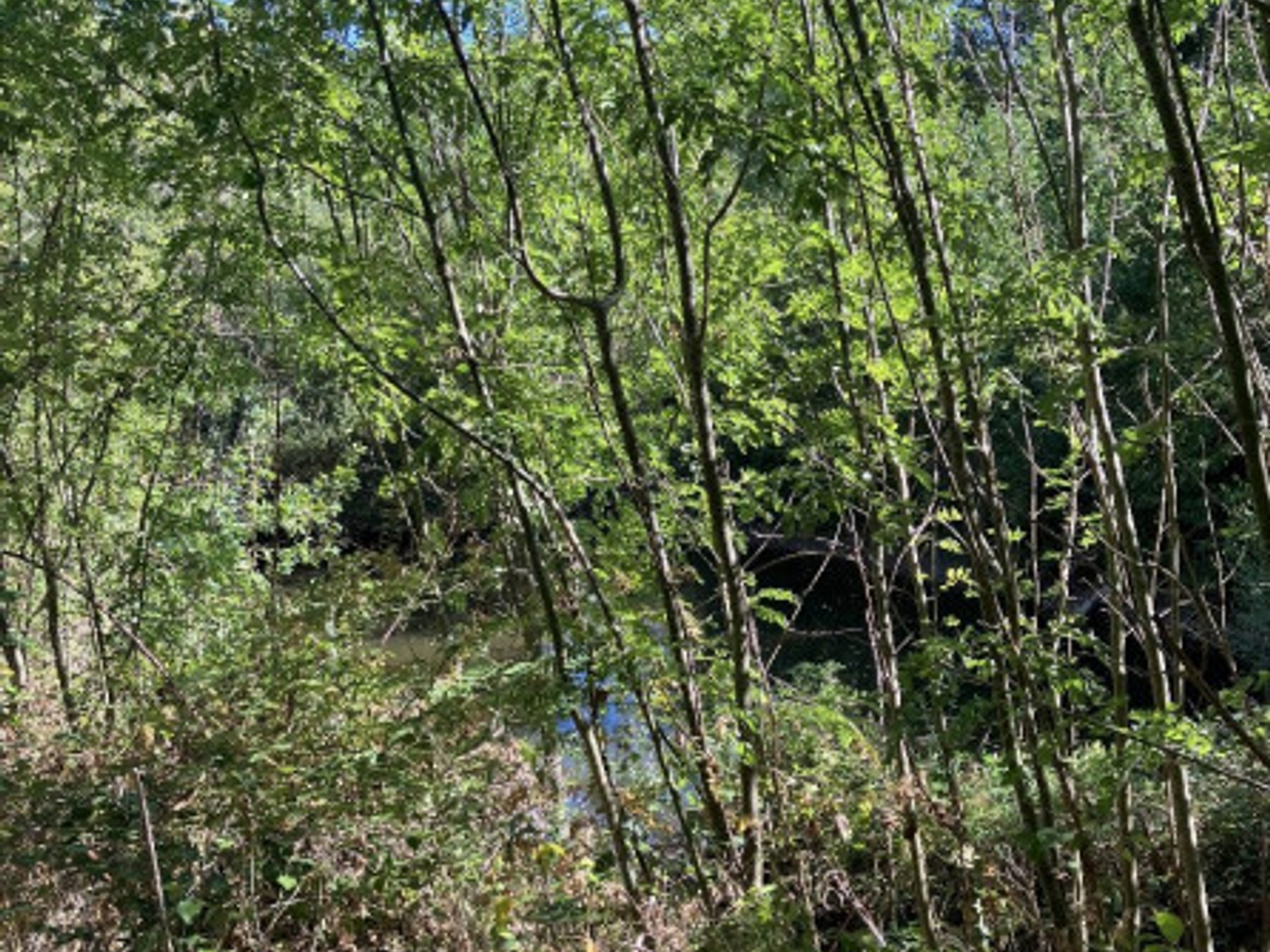 Terrain à vendre - 10000m2 - Saint-Jean-De-Marcel (81350)
