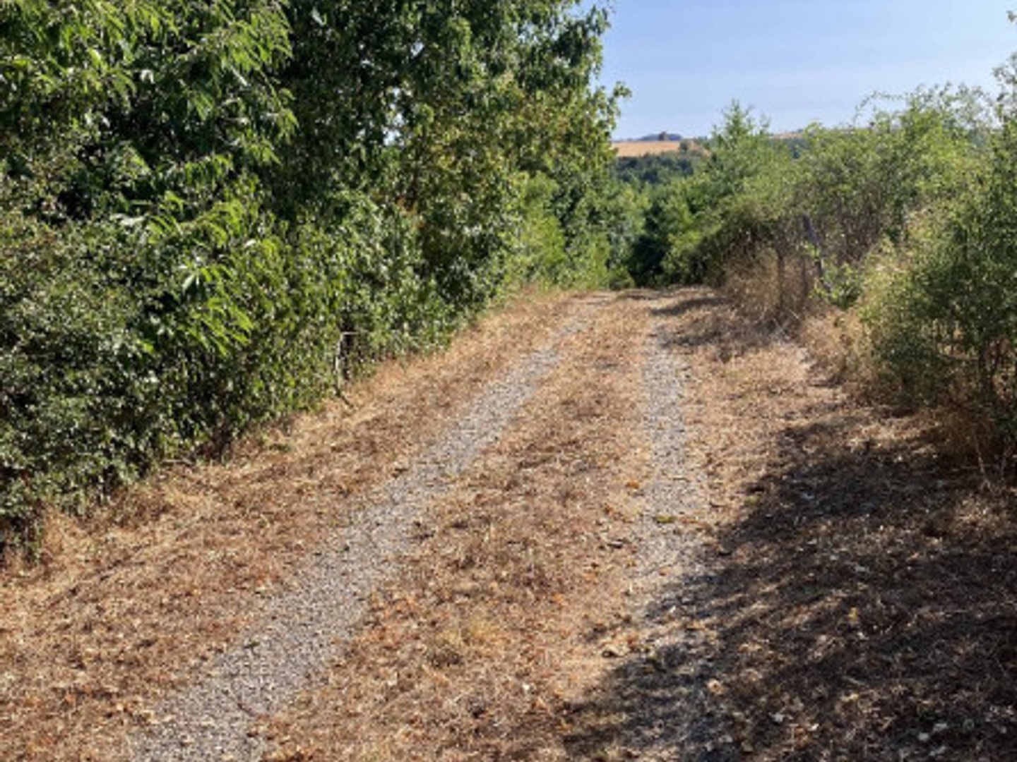 Terrain à vendre - 10000m2 - Saint-Jean-De-Marcel (81350)