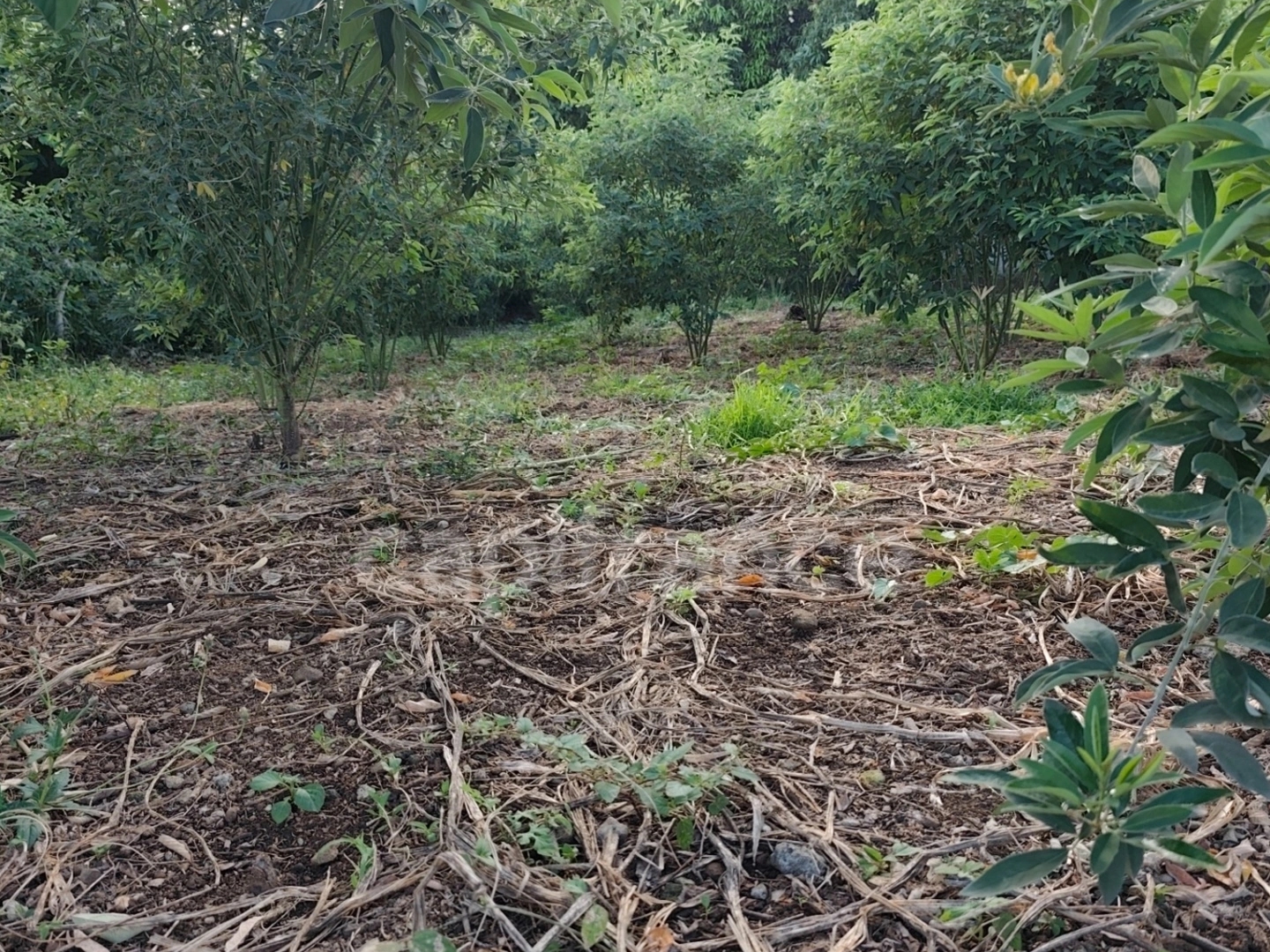 Terrain à vendre - 805m2 - Baillif (97123)