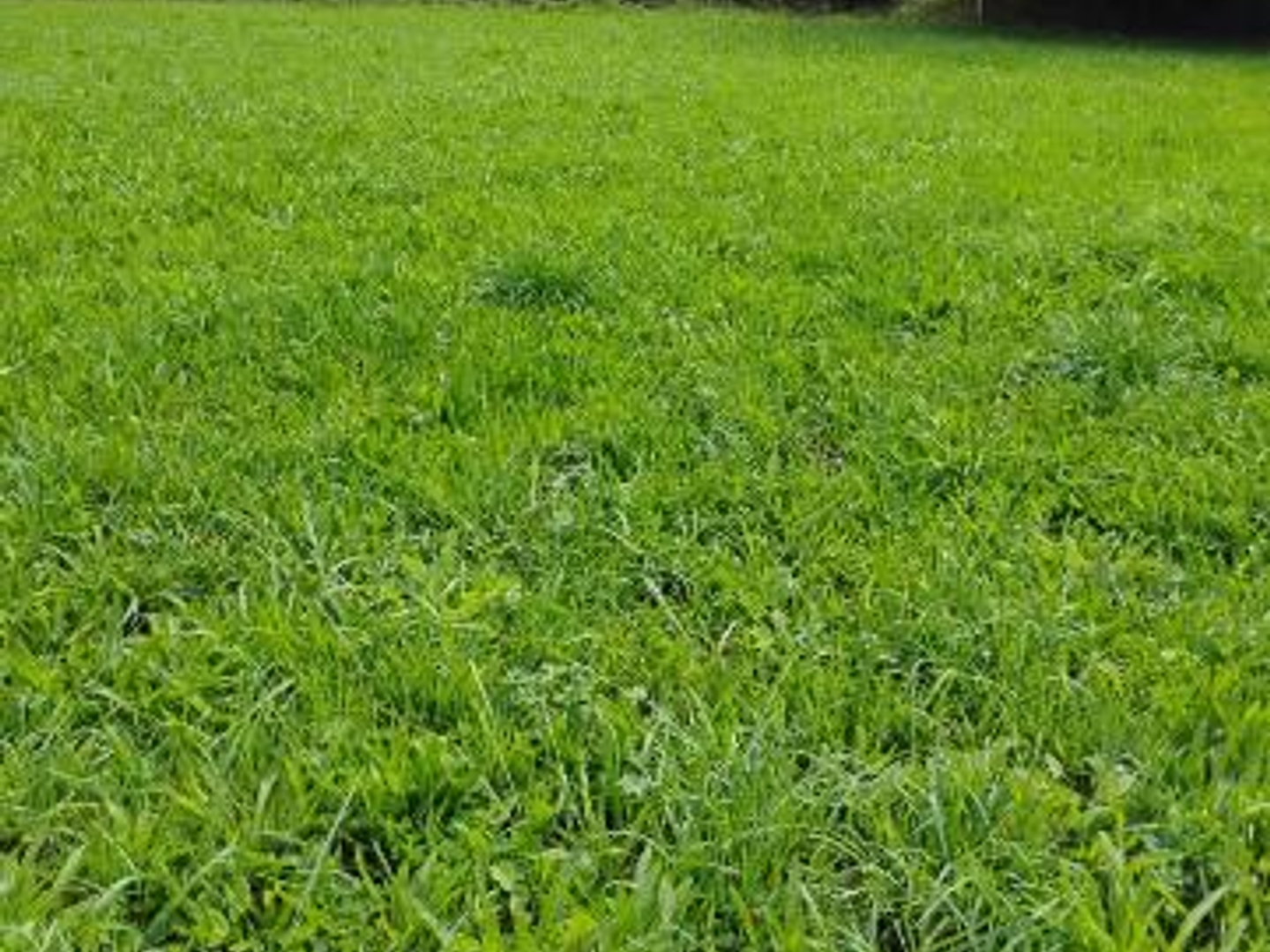 Terrain à vendre - 7717m2 - Cambernon (50200)