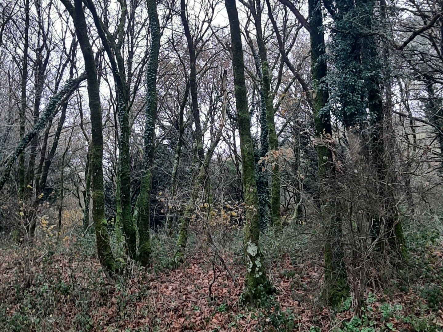 Terrain 8127 m²