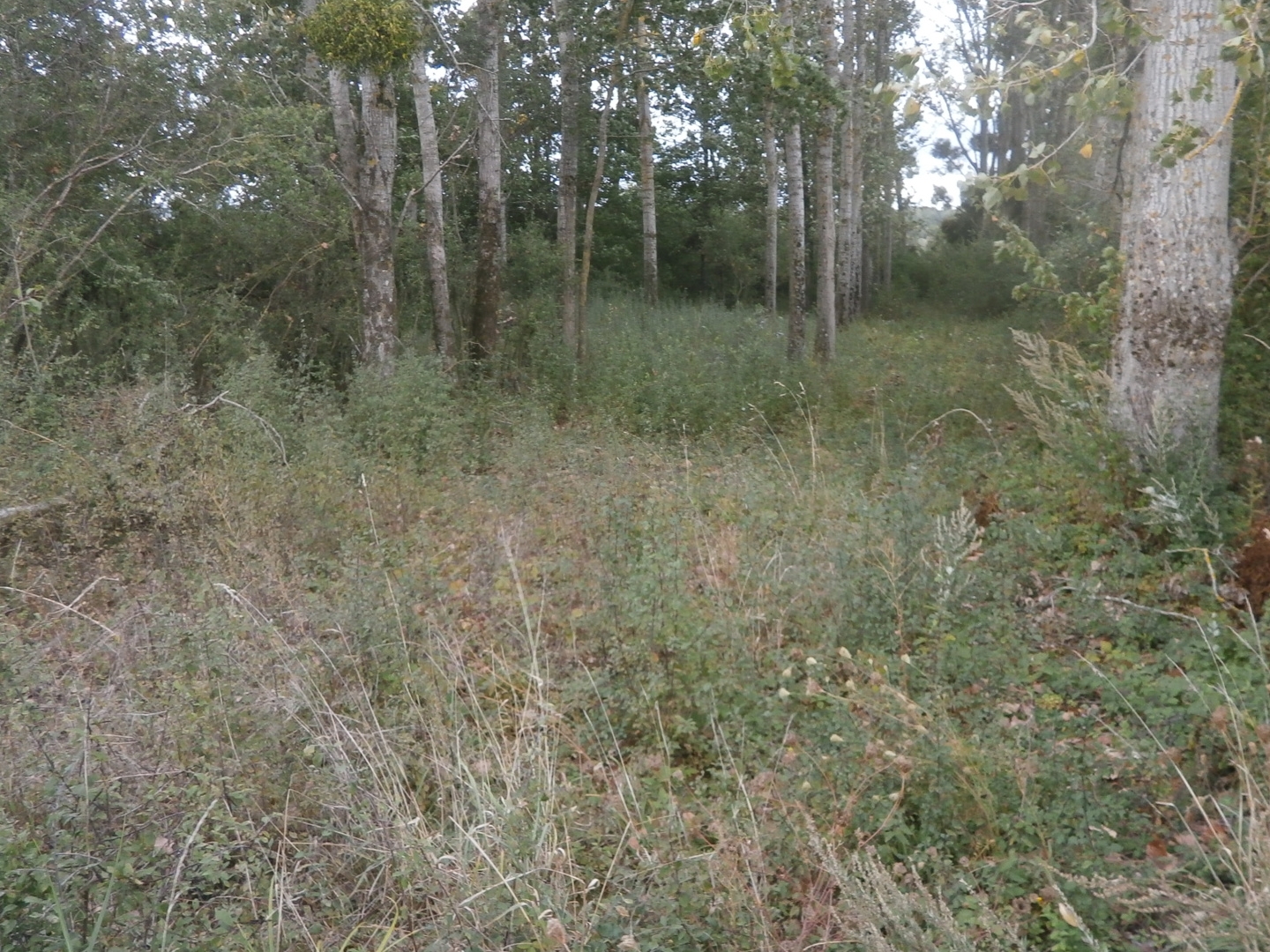 TERRAIN DE LOISIRS 2370 M2 EN PARTIE BOISEE DE PEUPLIERS