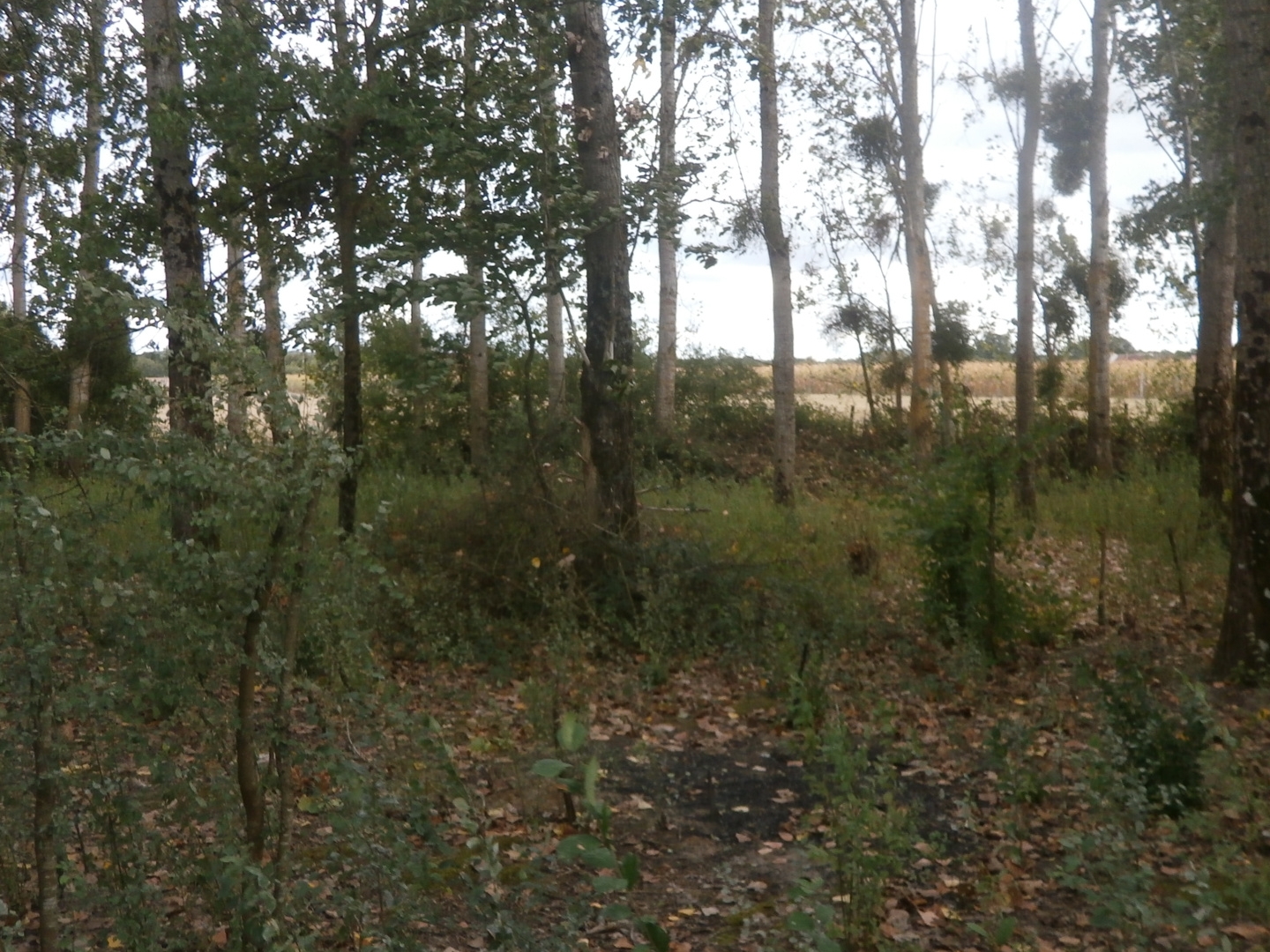 Terrain à vendre - 2370m2 - Saint-Georges-Sur... (18100)