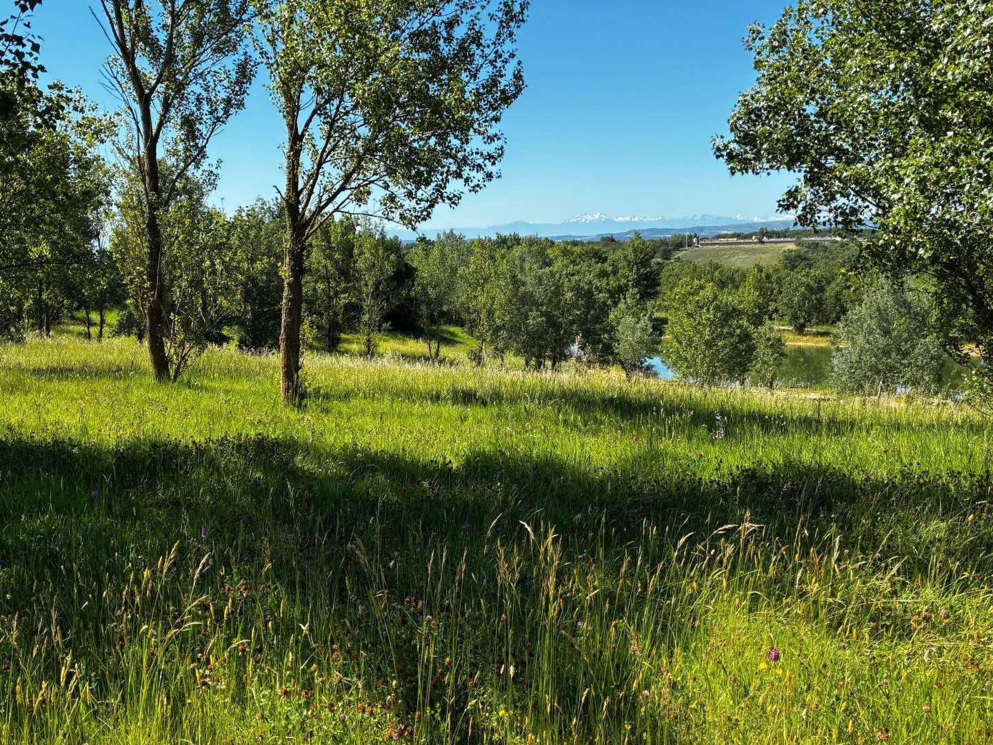Terrain à vendre - 40472m2 - Revel (31250)