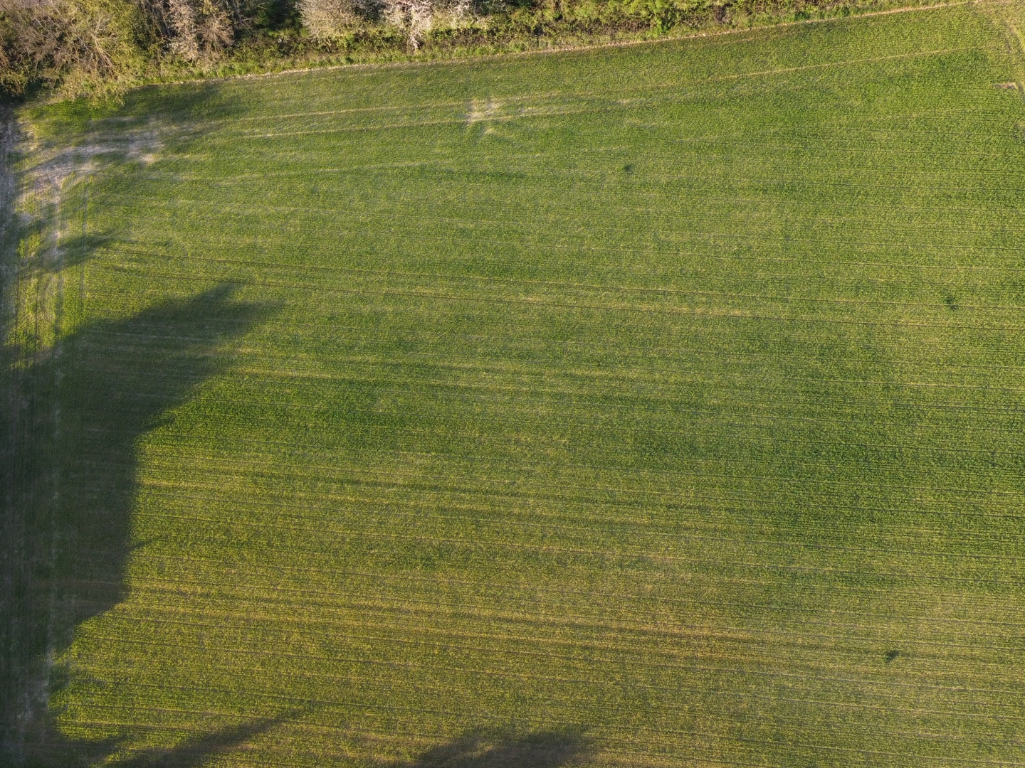 Terrain à vendre - 5000m2 - Tournus (71700)
