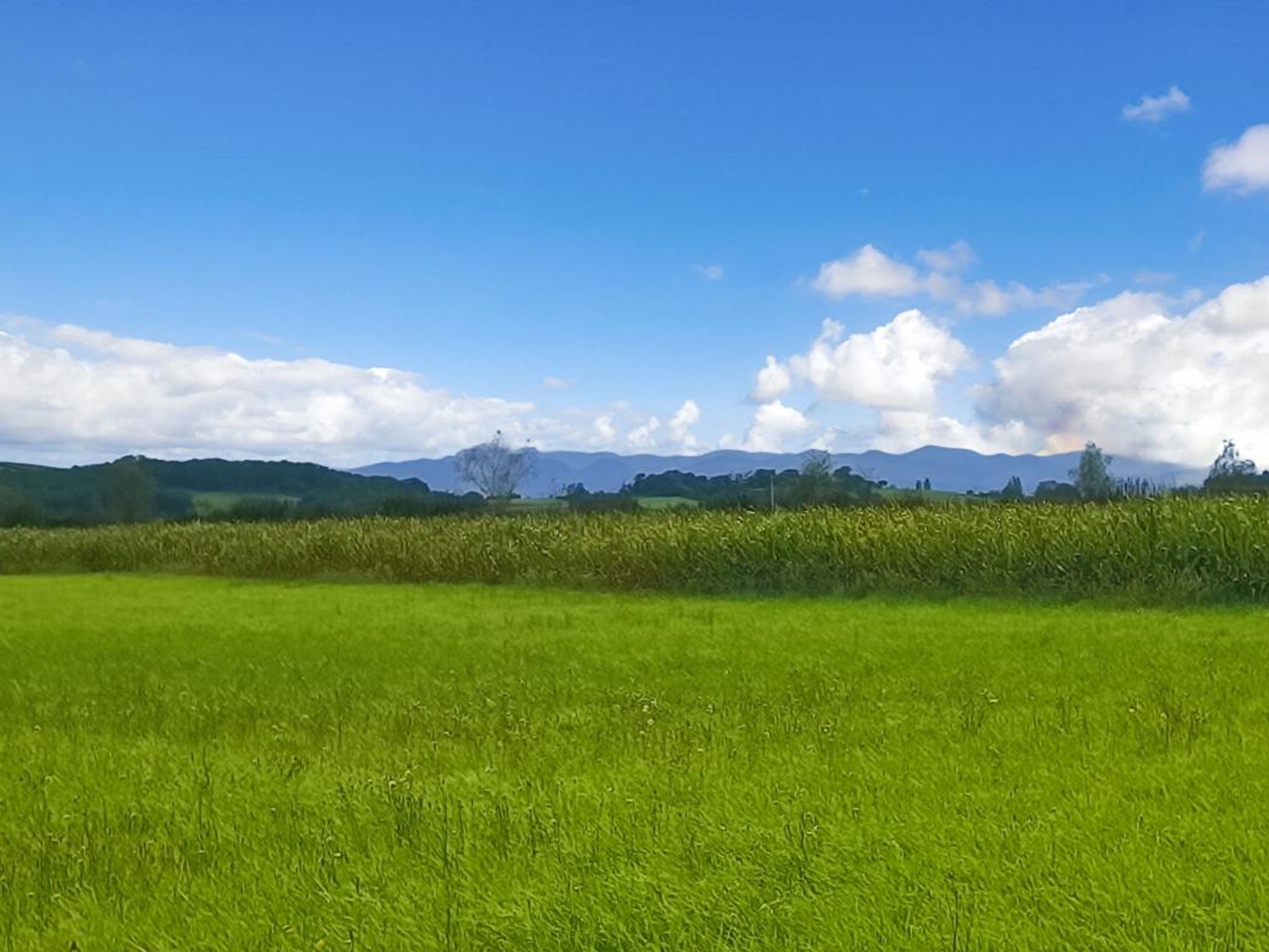 Terrain à vendre - 11000m2 - Bidache (64520)