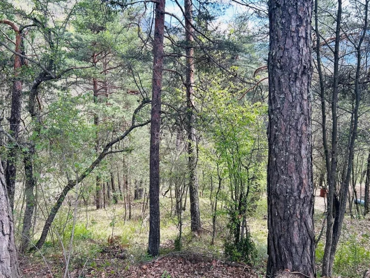 Terrain à vendre - 2632m2 - Le Mas (06910)