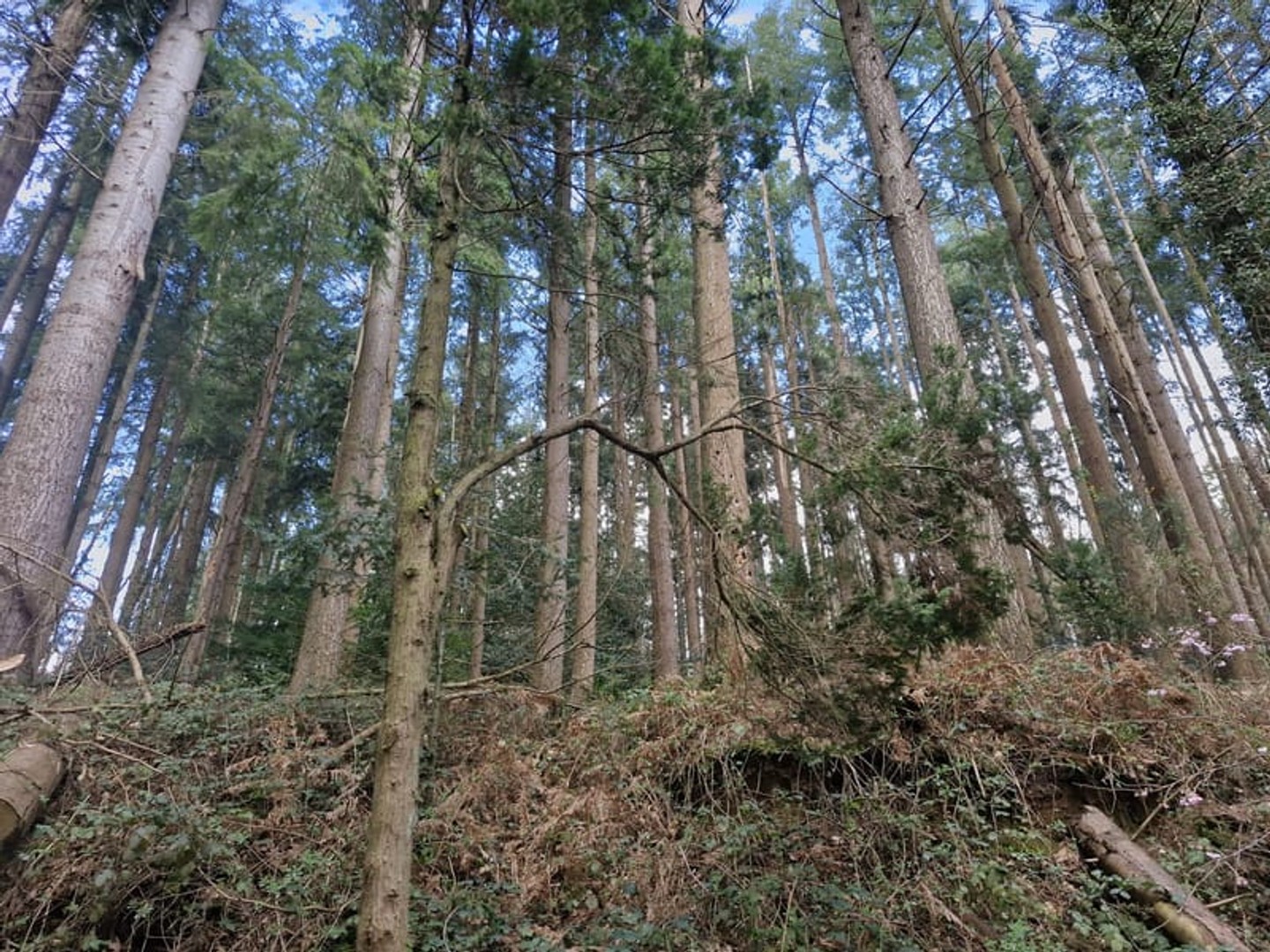 Terrain à vendre - Torigny-Les-Villes (50160)