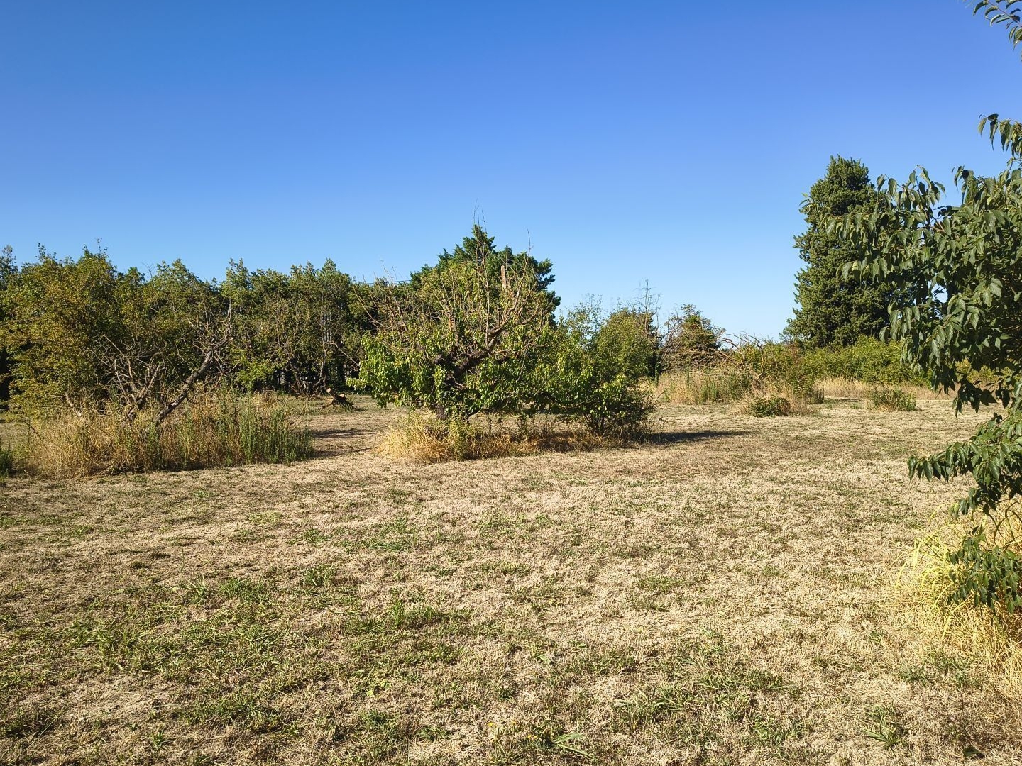 Terrain à vendre - 1500m2 - L'isle-Sur-La-Sorgue (84800)