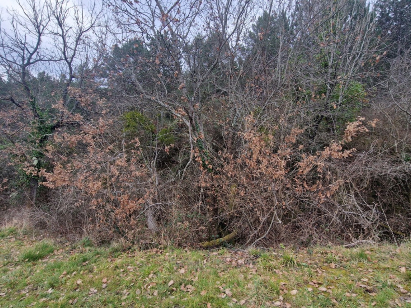 Terrain à vendre - 9080m2 - Antugnac (11190)