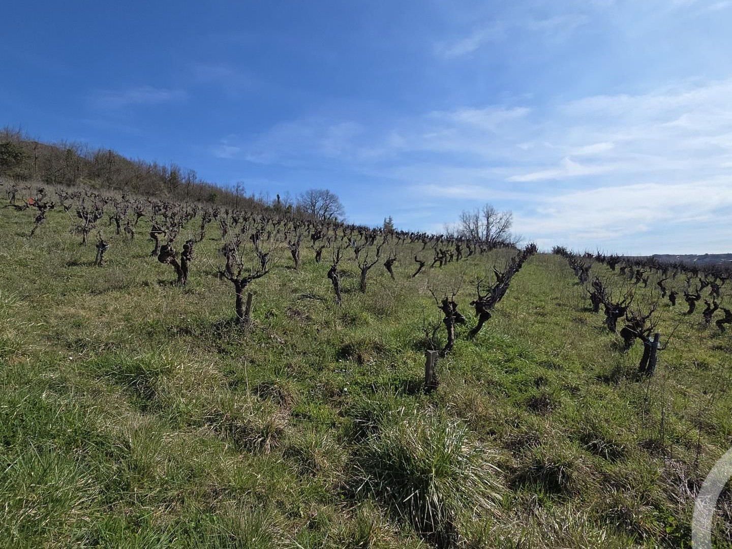 Terrain à vendre - 2793m2 - Albi (81000)