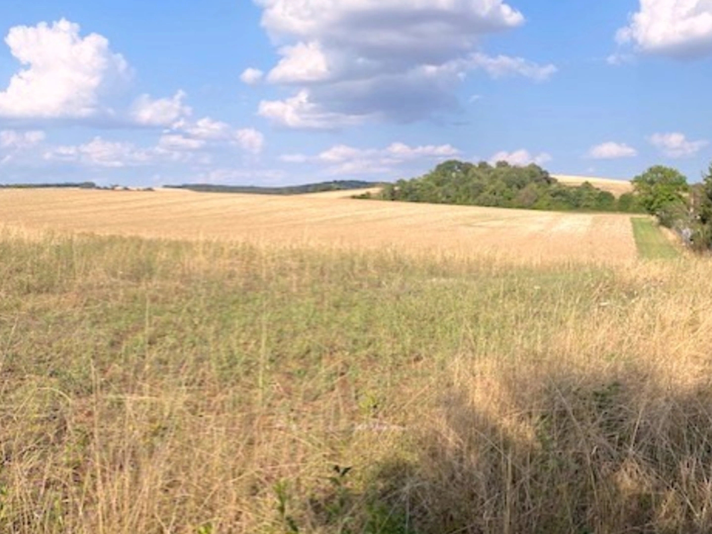 Terrain 1000 m²