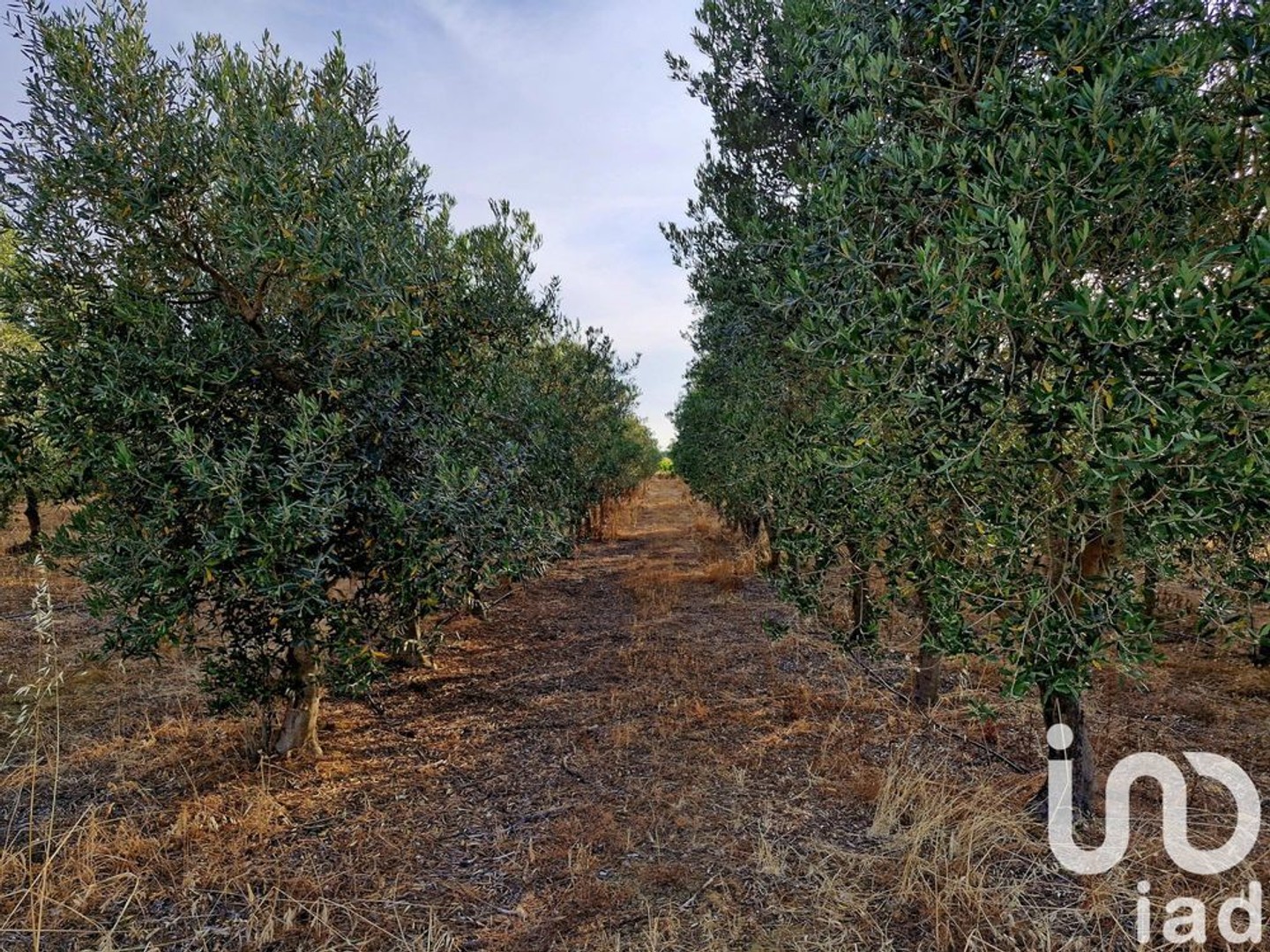 Vente Terrain agricole 25 885 m²