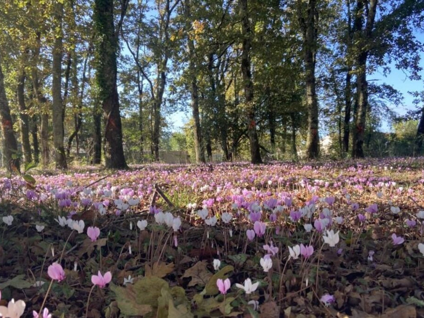 Terrain à bâtir à Mérignac (33700)