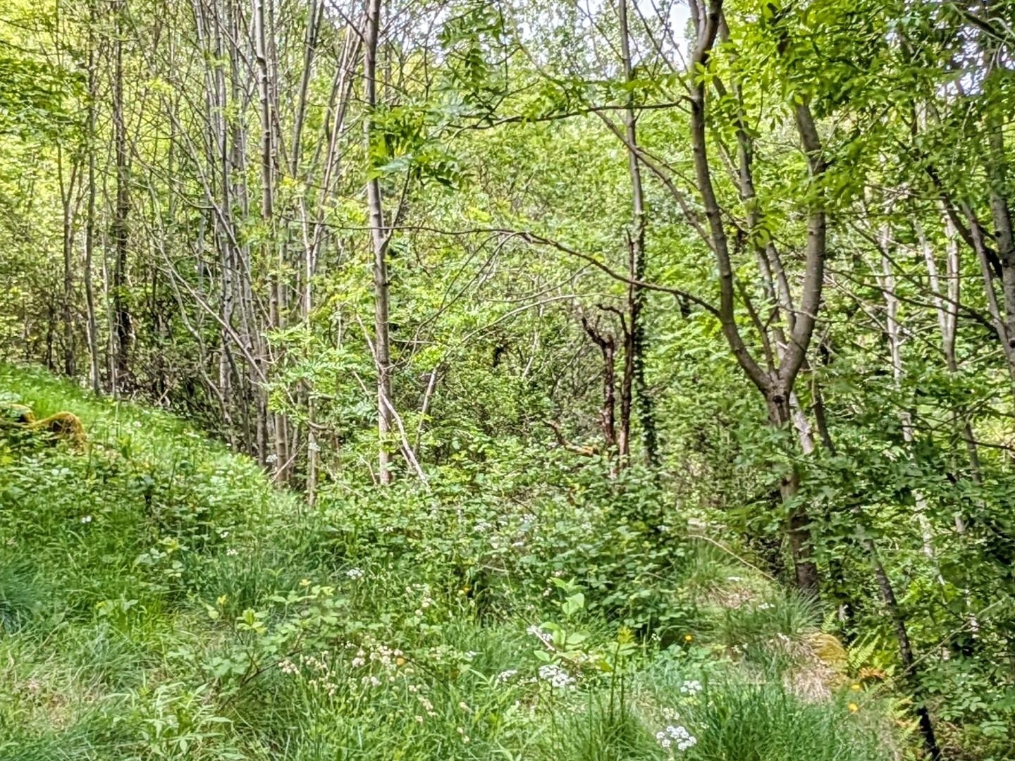 Terrain à vendre - 143698m2 - Albon-D'ardèche (07190)