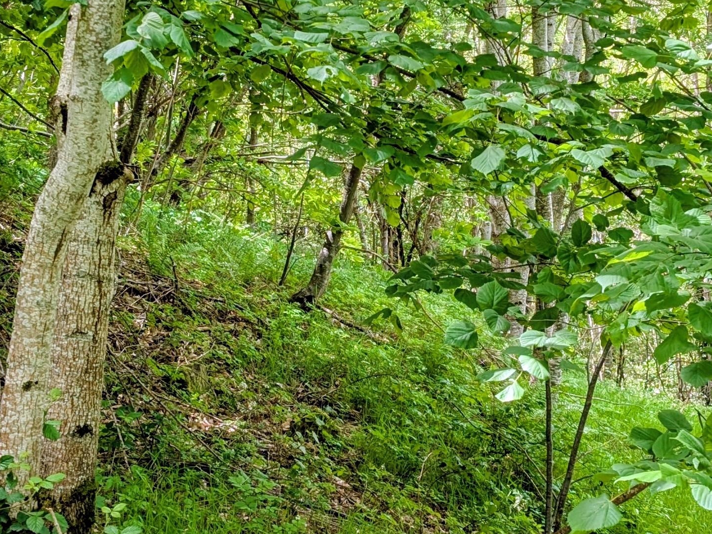 Terrain à vendre - 143698m2 - Albon-D'ardèche (07190)