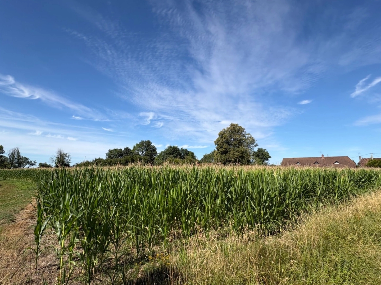Terrain à vendre - 9020m2 - Sens-Sur-Seille (71330)