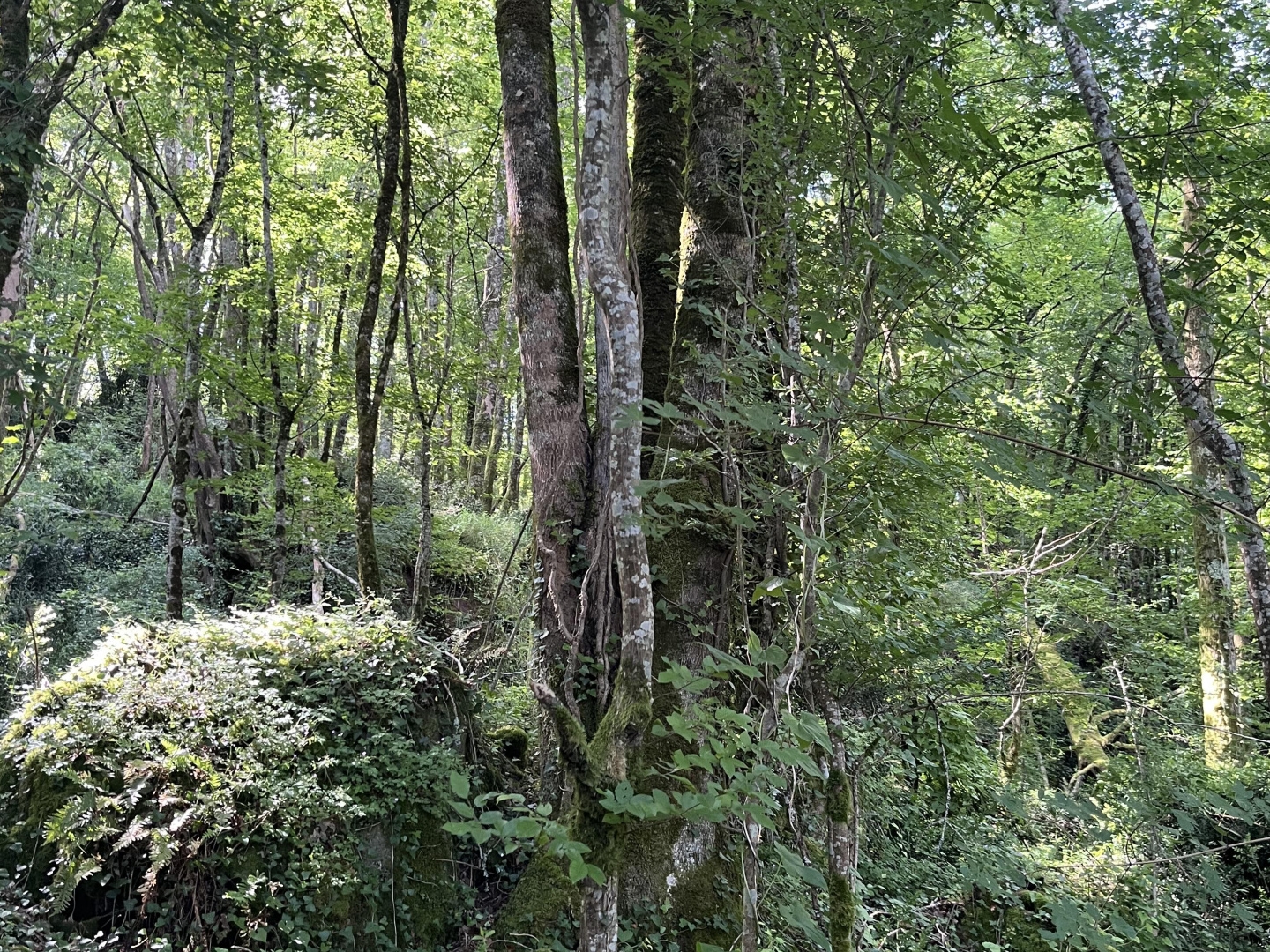 Bois Objat
