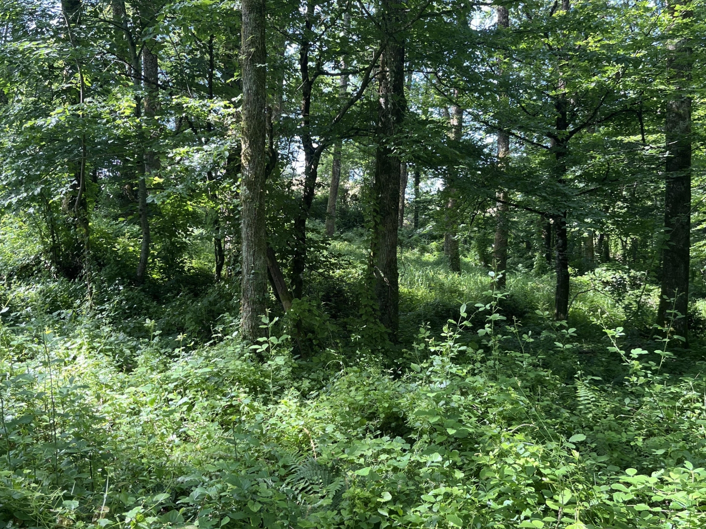 Terrain à vendre - 12860m2 - Objat (19130)