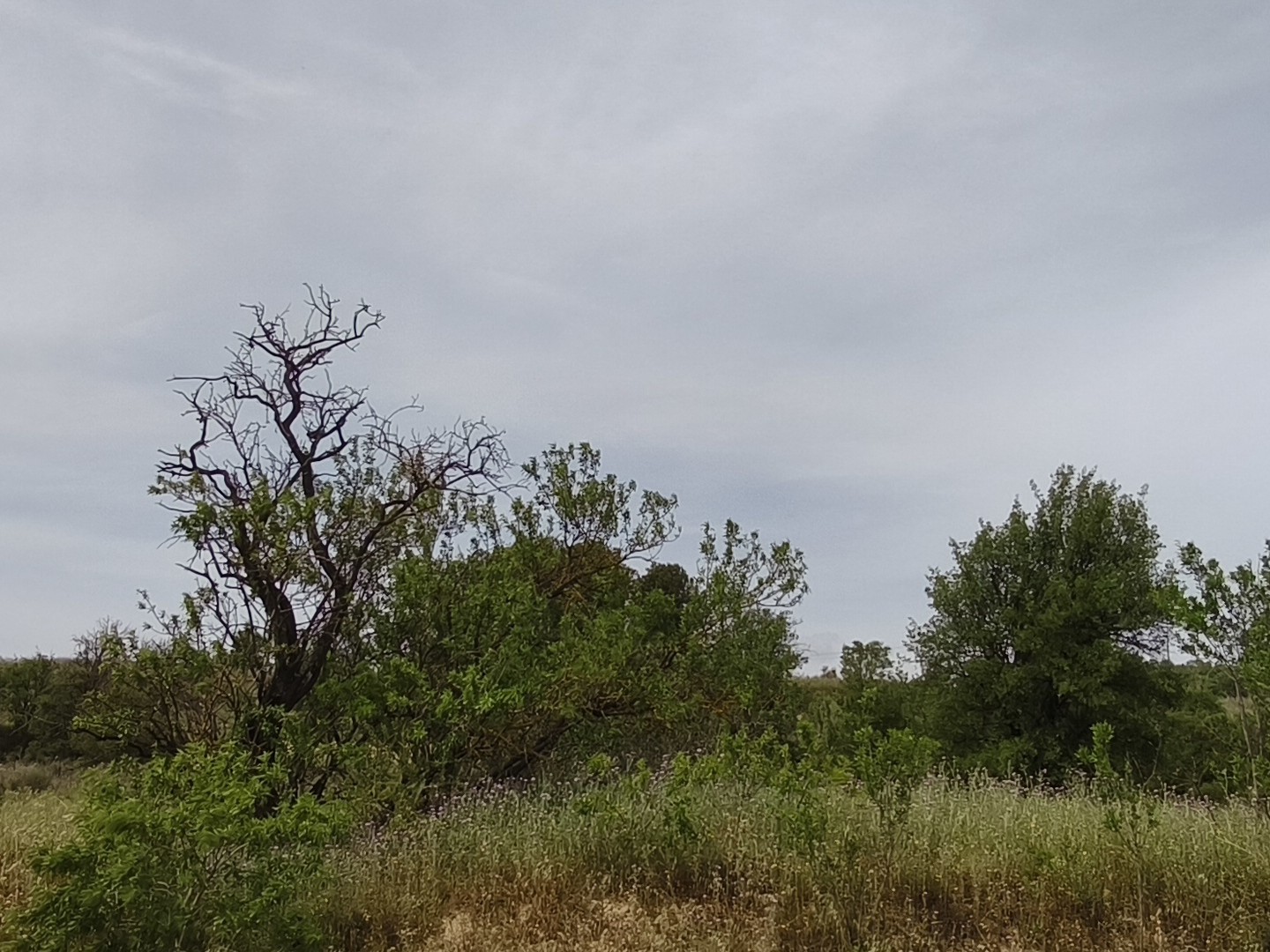 Terrain 1690 m²