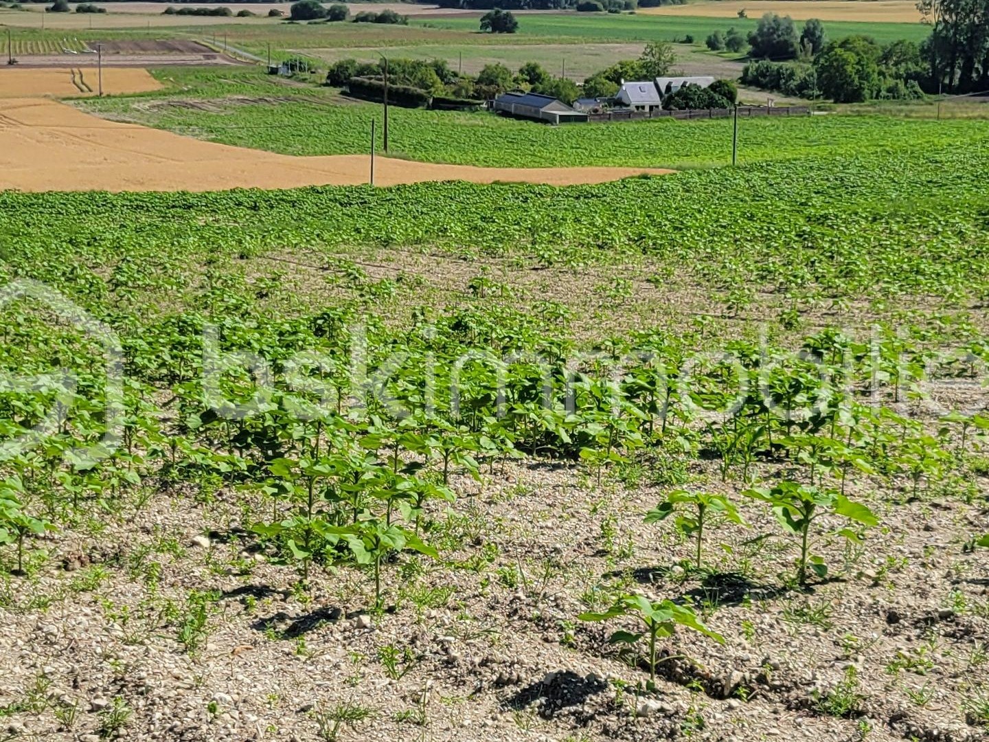 Terrain 3688 m²