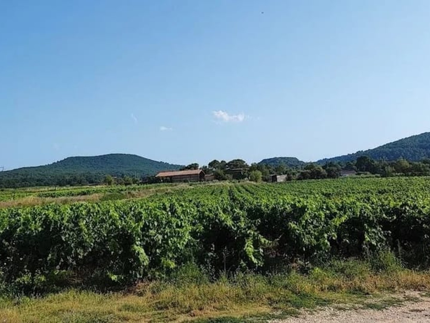 DOMAINE VITICOLE