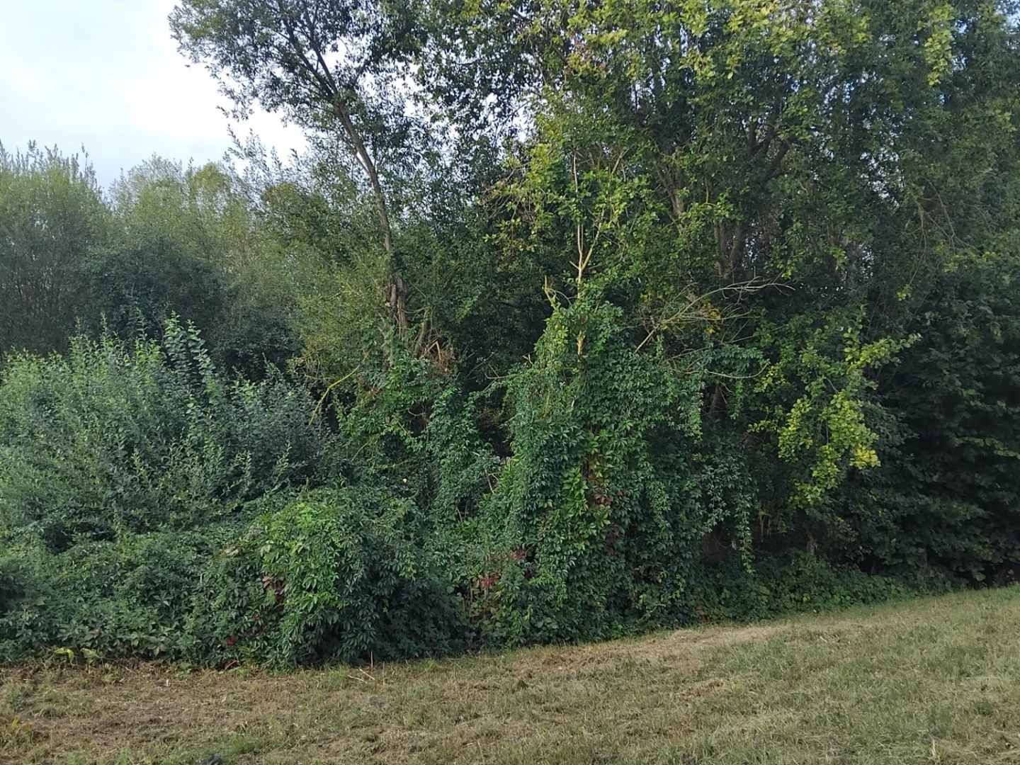 Terrain 1000 m²