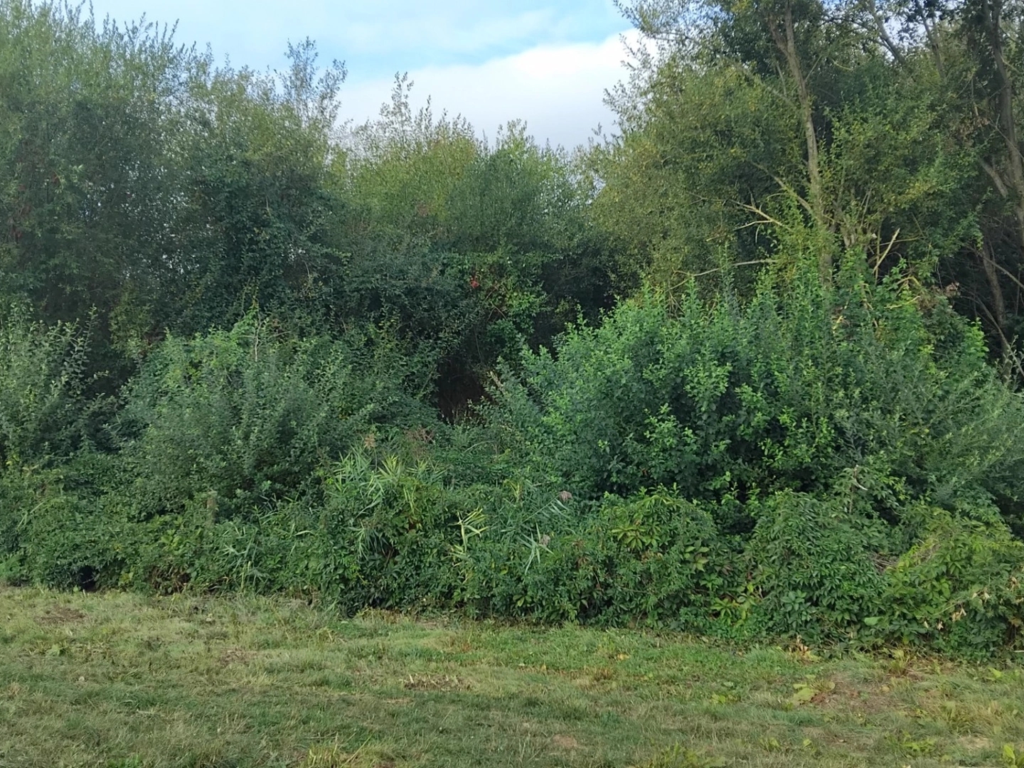 Terrain à vendre - 1000m2 - Gournay-En-Bray (76220)