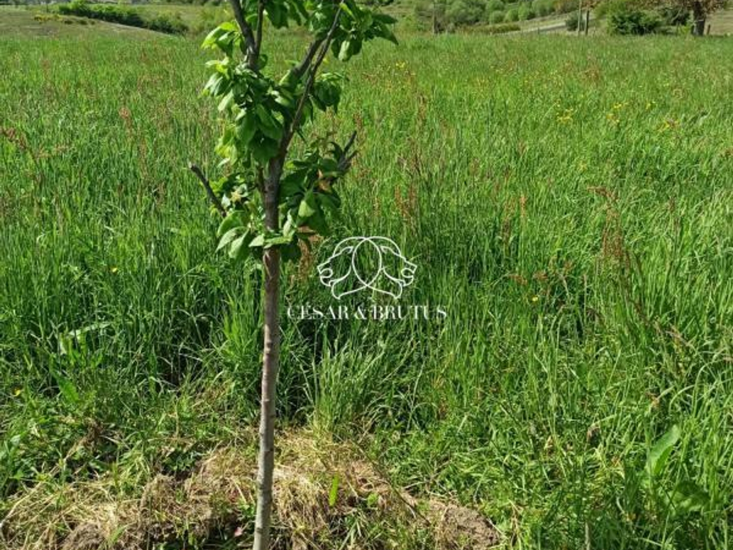 Terrain à vendre - 4320m2 - Fleurie (69820)