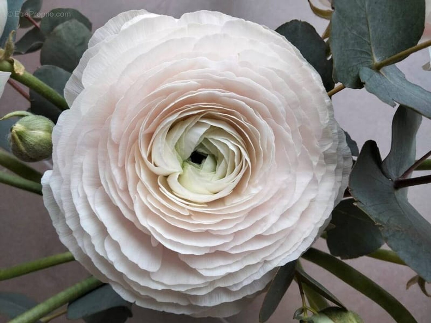 65 m² à Versailles